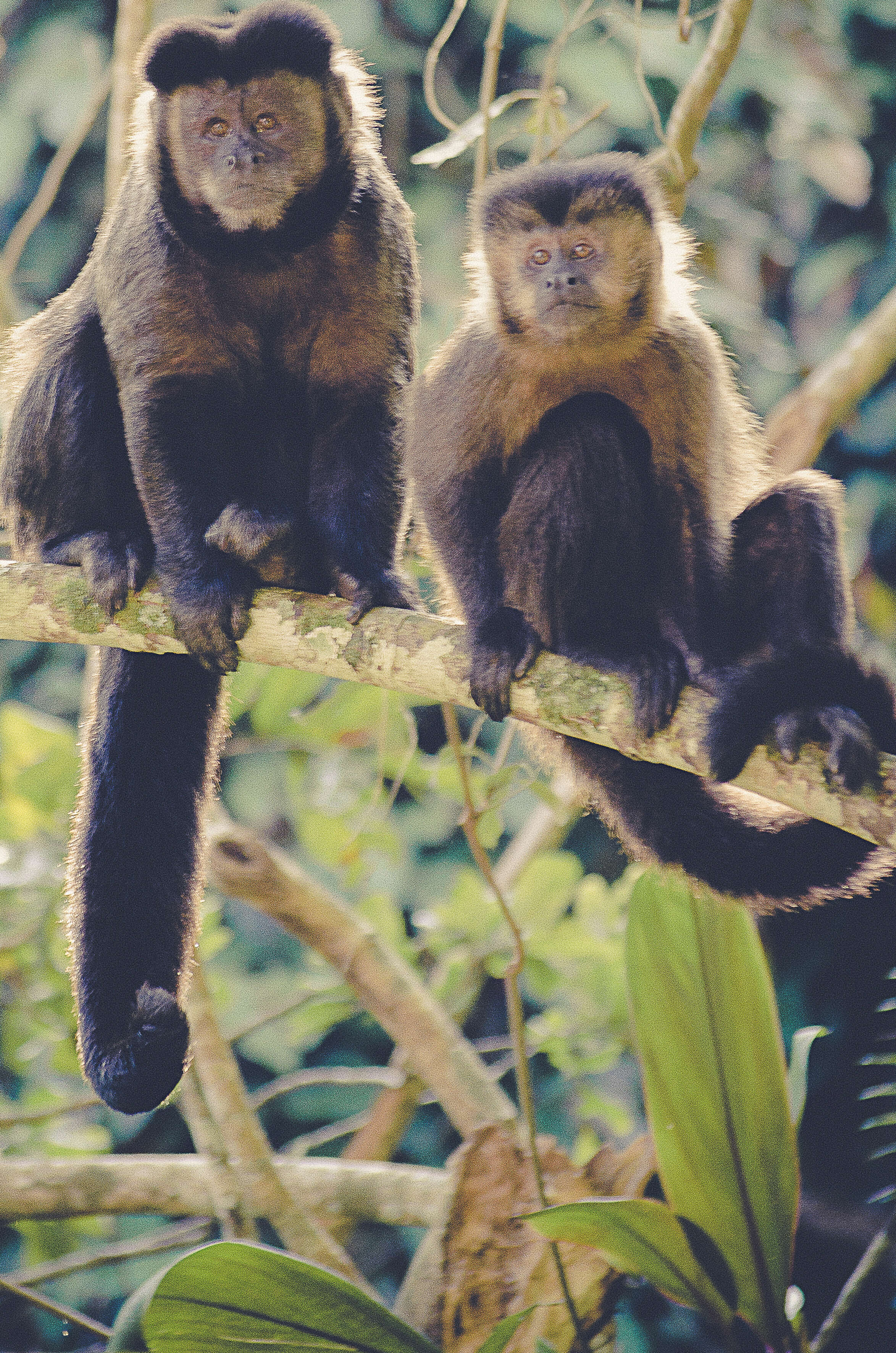 Image of Black Capuchin