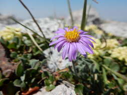 Image of Idaho fleabane