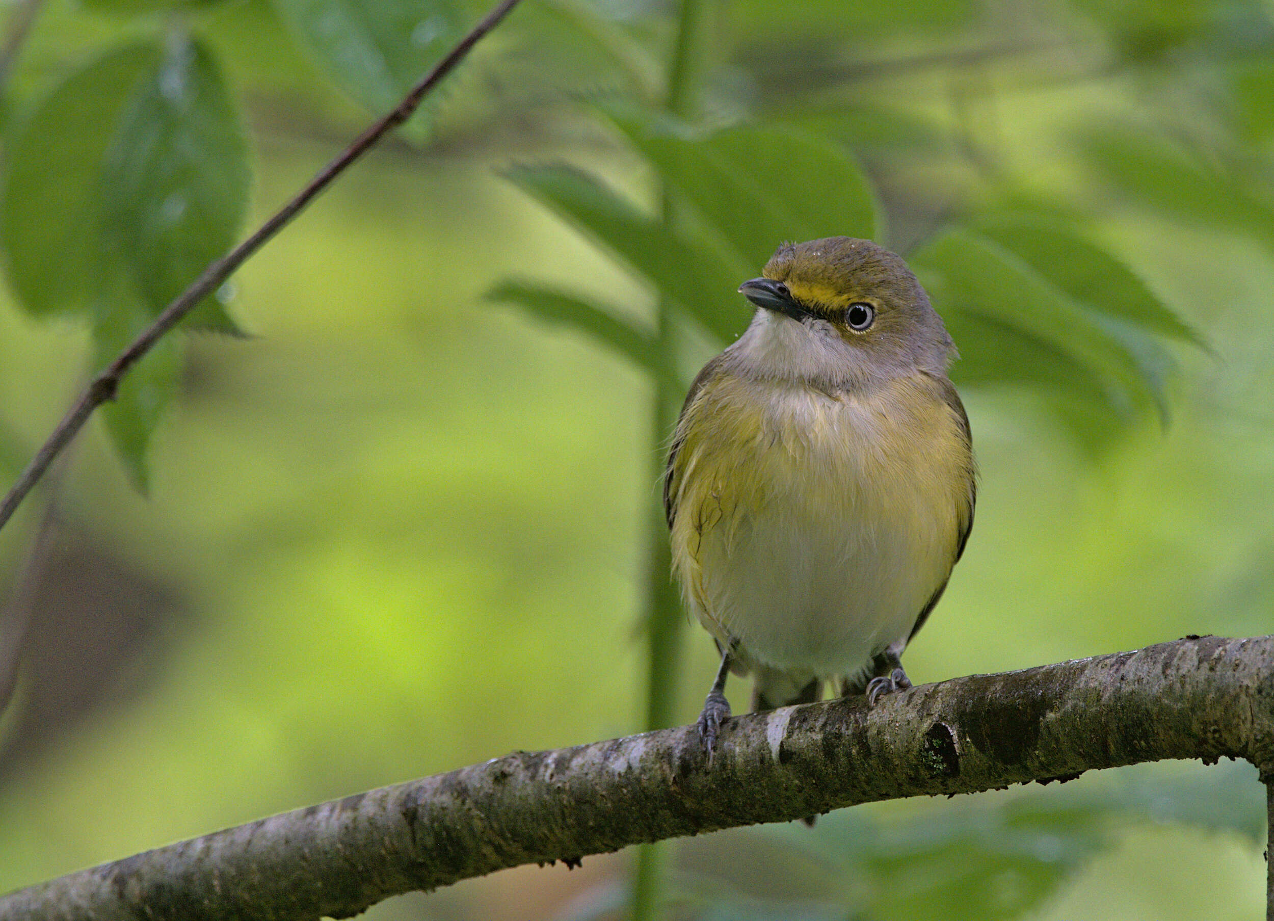 Слика од Vireo griseus (Boddaert 1783)