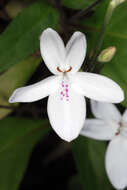 Image de Pseuderanthemum variabile (R. Br.) Radlk.