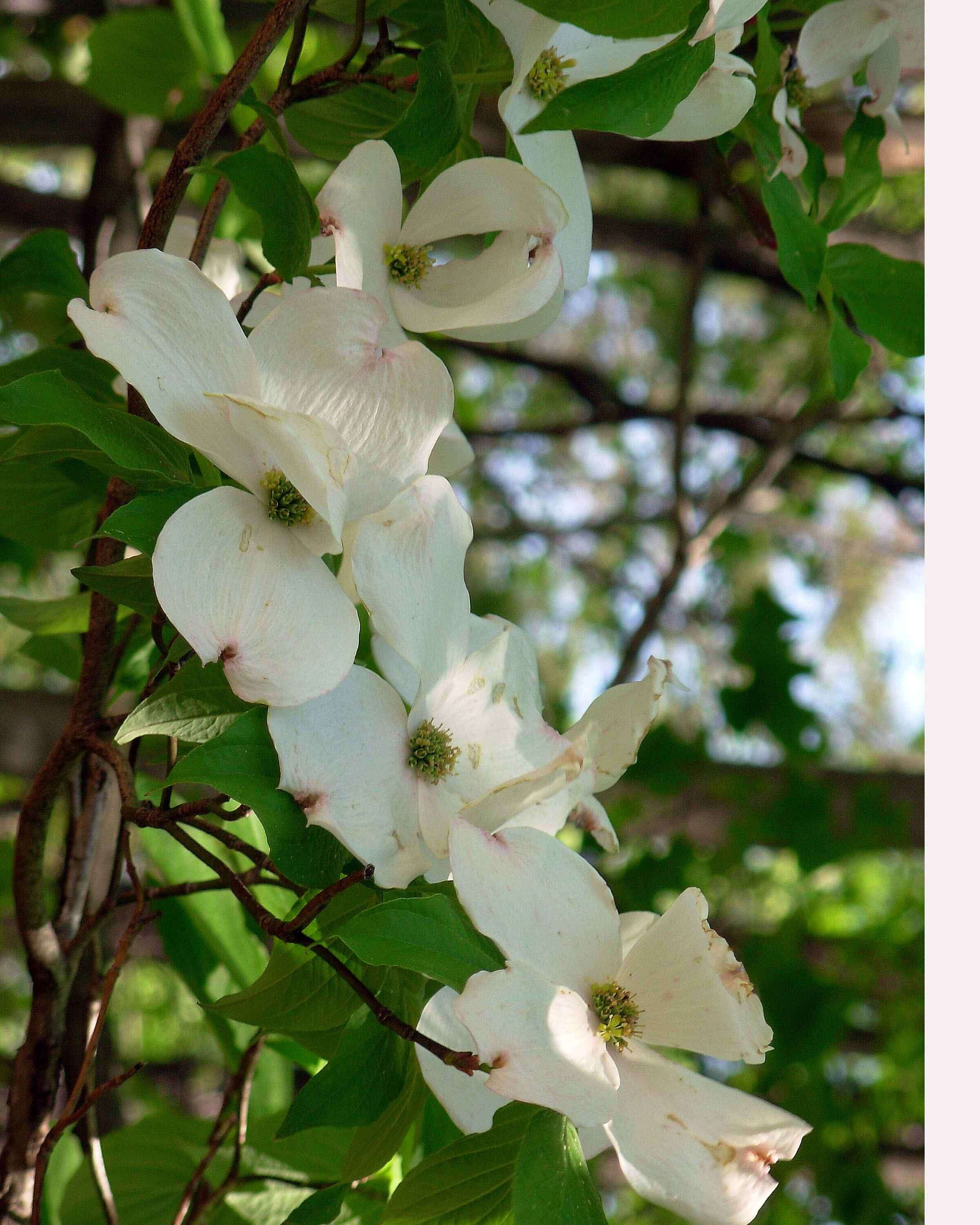 Image of flowering dogwood