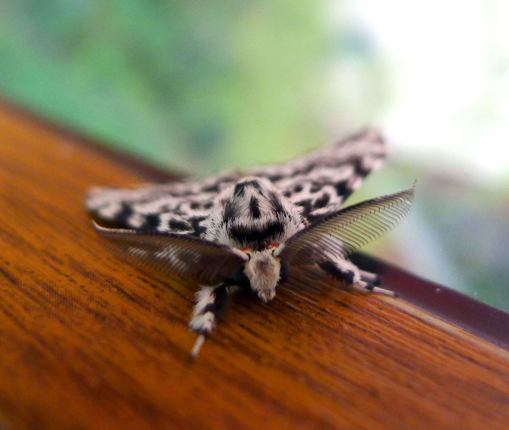 Image of Black Arches