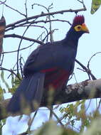 Image of Lady Ross's Turaco