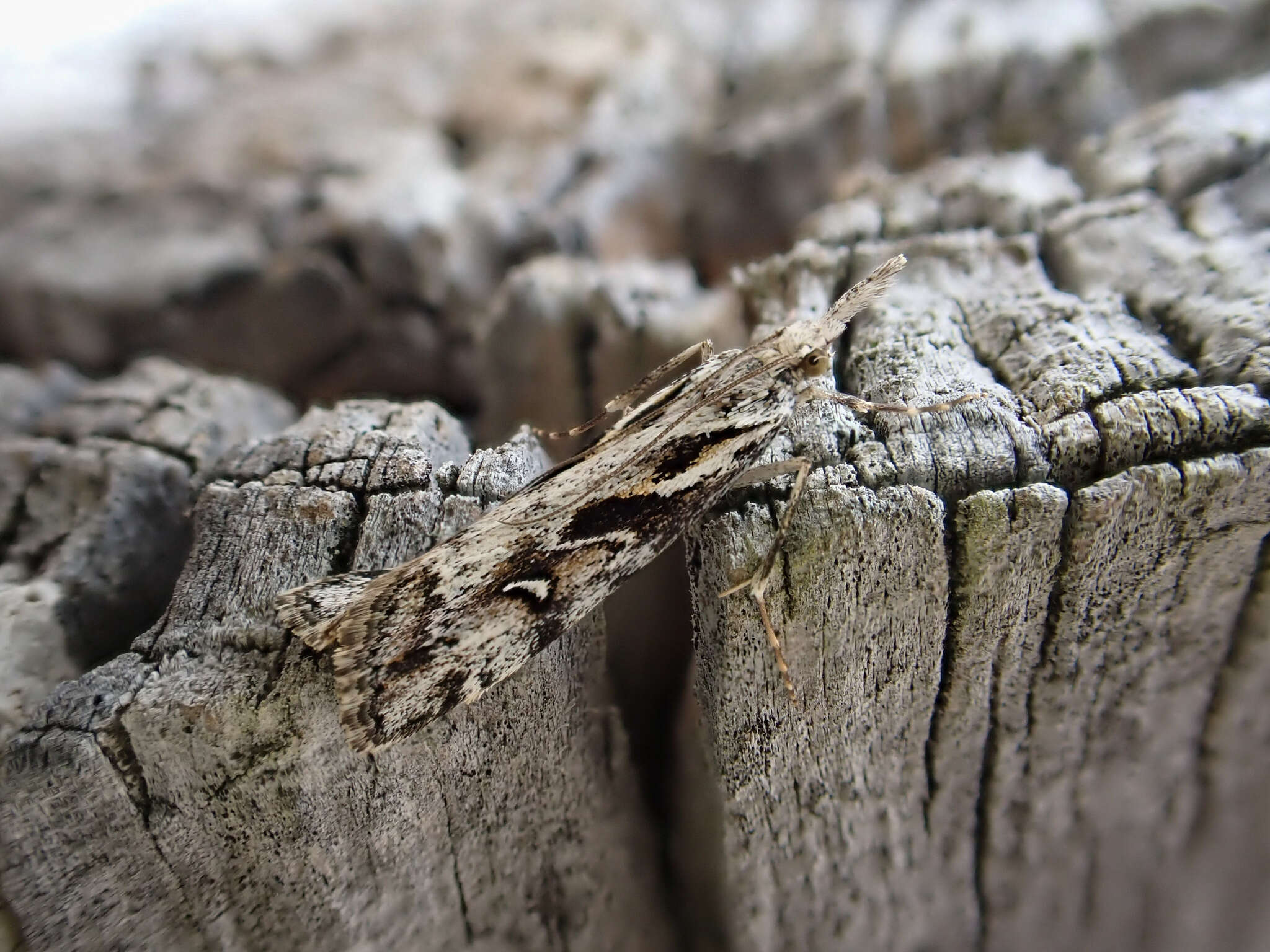 Image of beaked moss moth