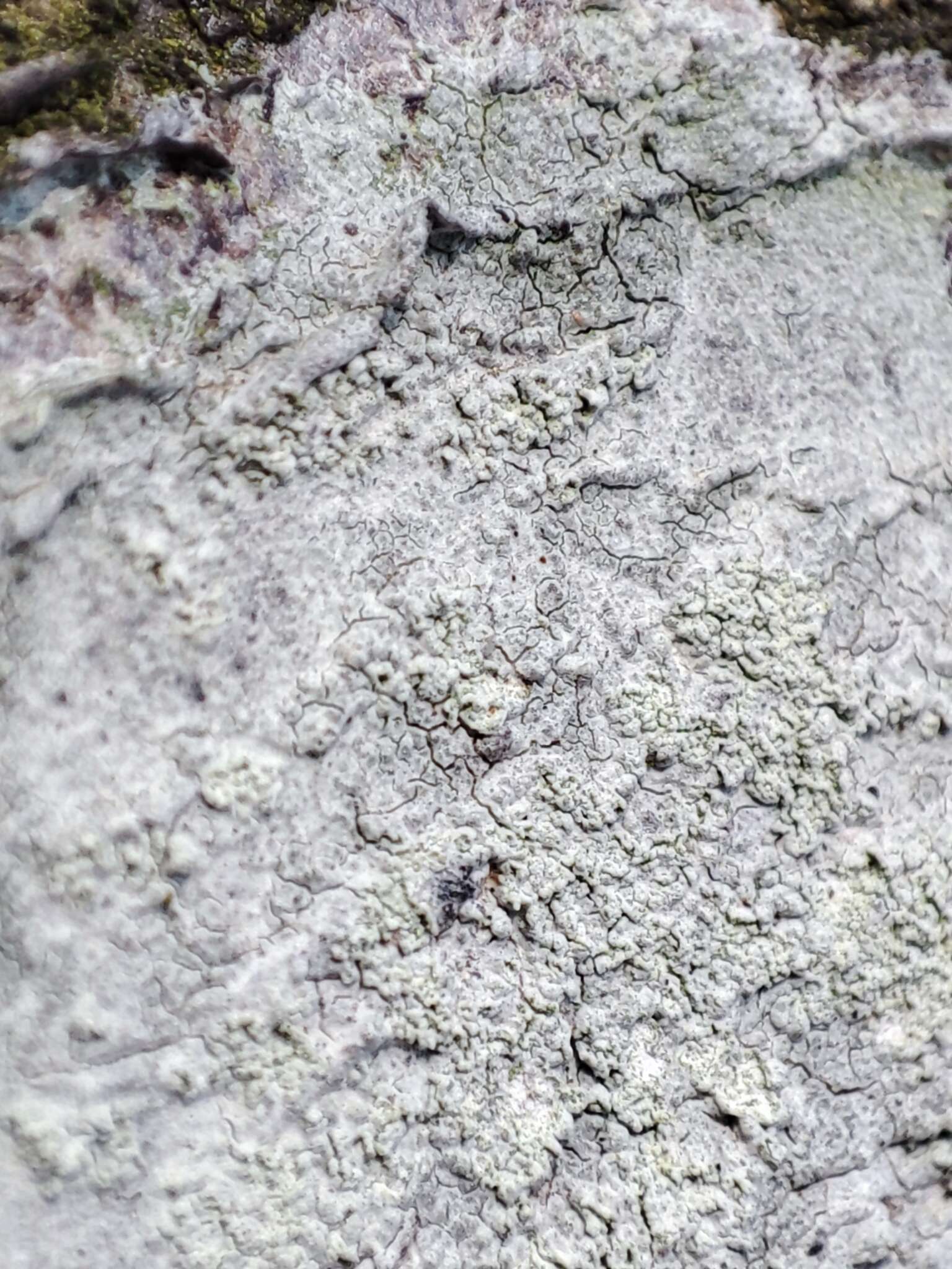 Image of blemished lichen