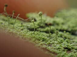 Image of needle lichen