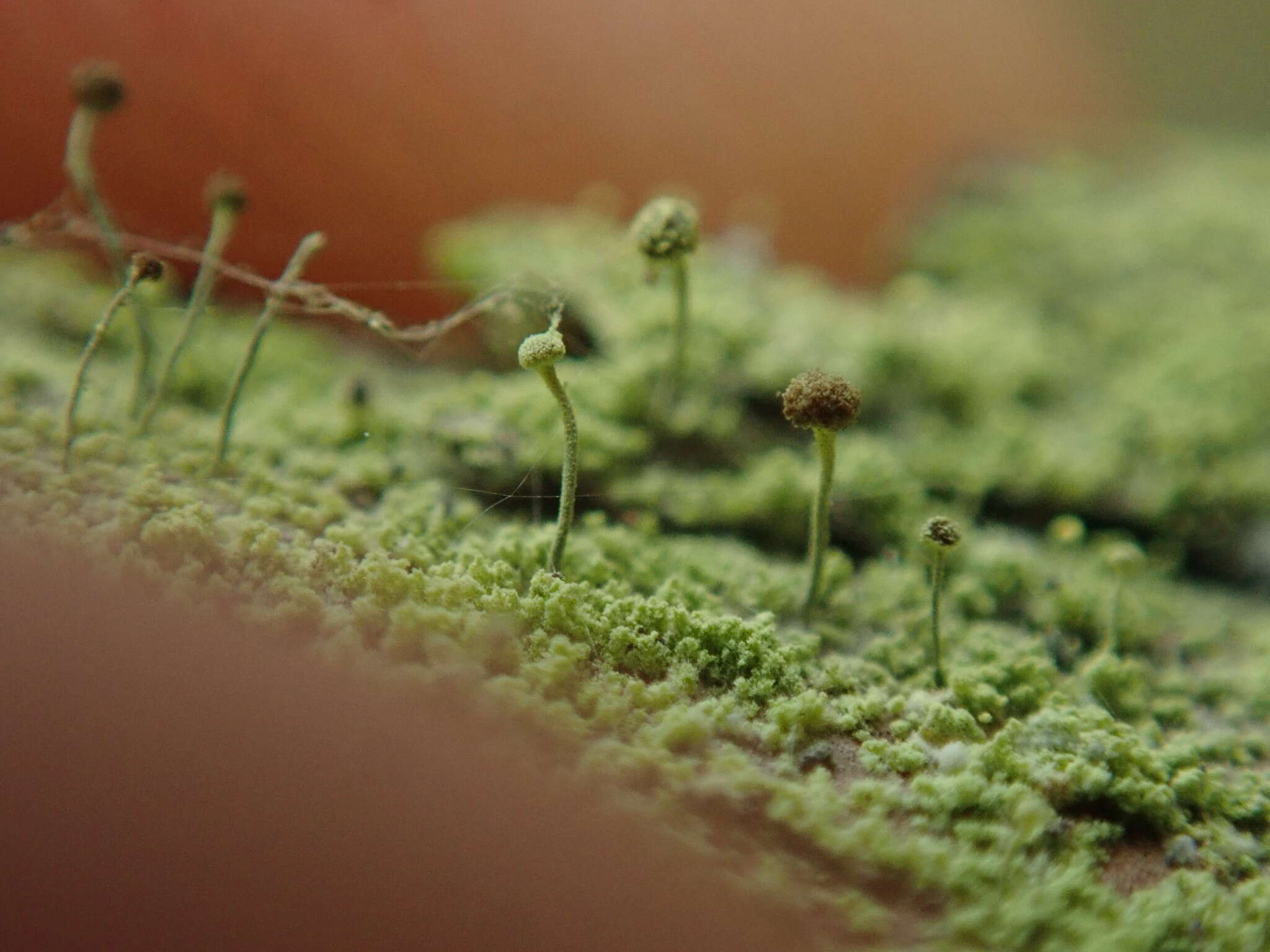 Image of needle lichen