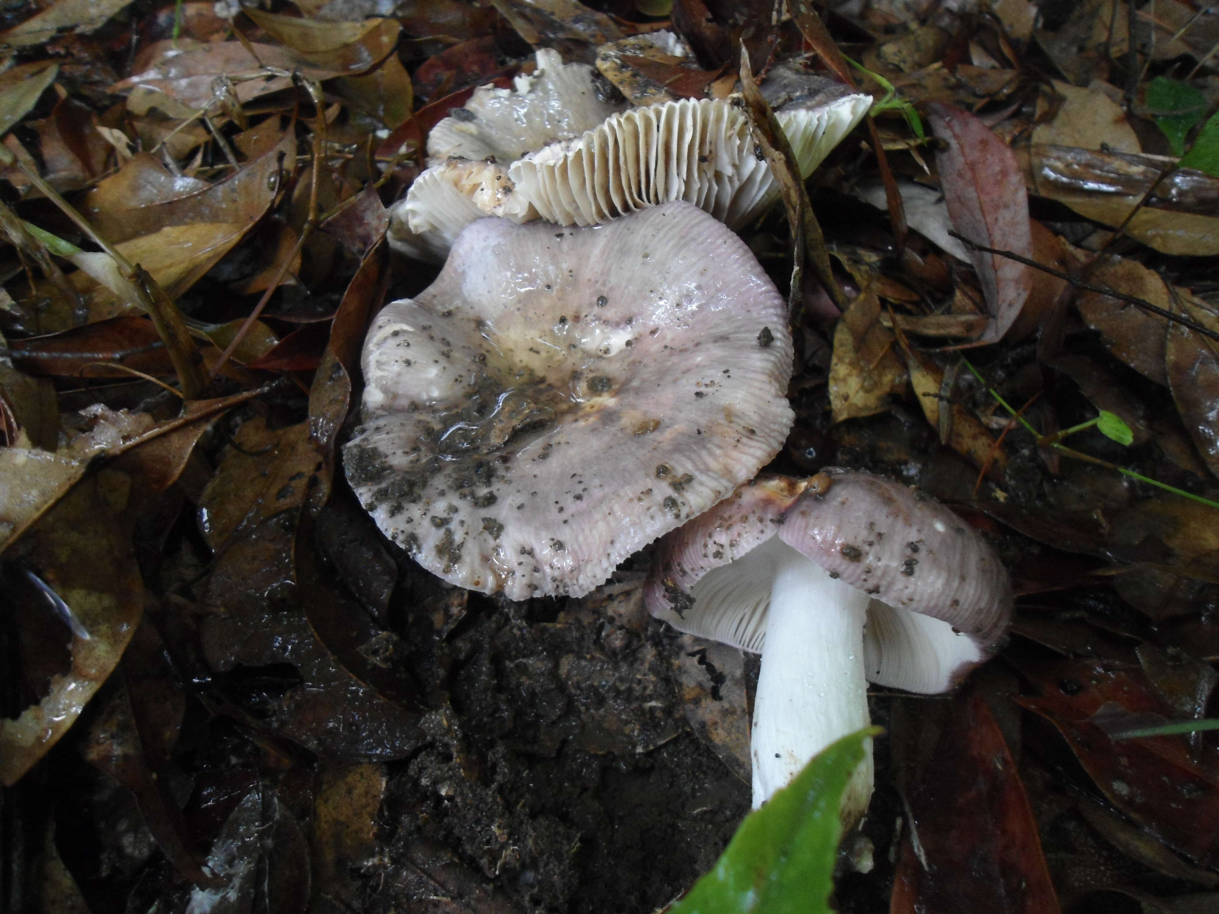 Image of Russula vinosa Lindblad 1901