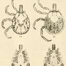 Amblyomma rhinocerotis (de Geer 1778) resmi