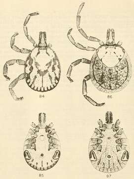 Amblyomma rhinocerotis (de Geer 1778) resmi