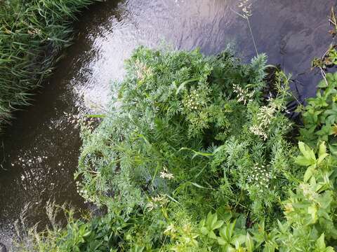 Image of European Waterhemlock