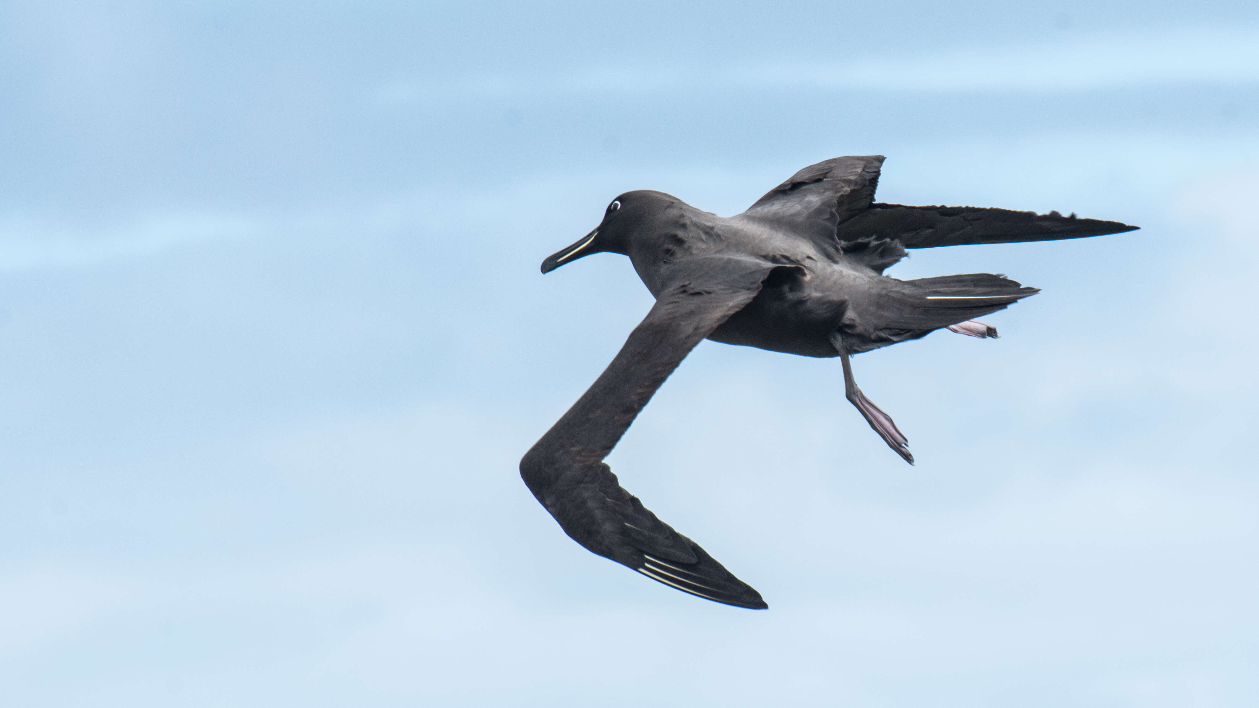 Image of Dark-mantled Sooty Albatross