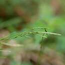 Image of Carex dissitiflora Franch.