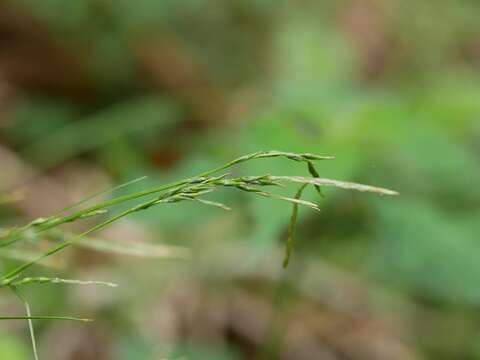 Image of Carex dissitiflora Franch.