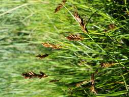 Image of Flat-sedge