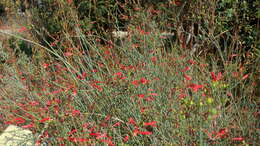 Image of Baja bush snapdragon