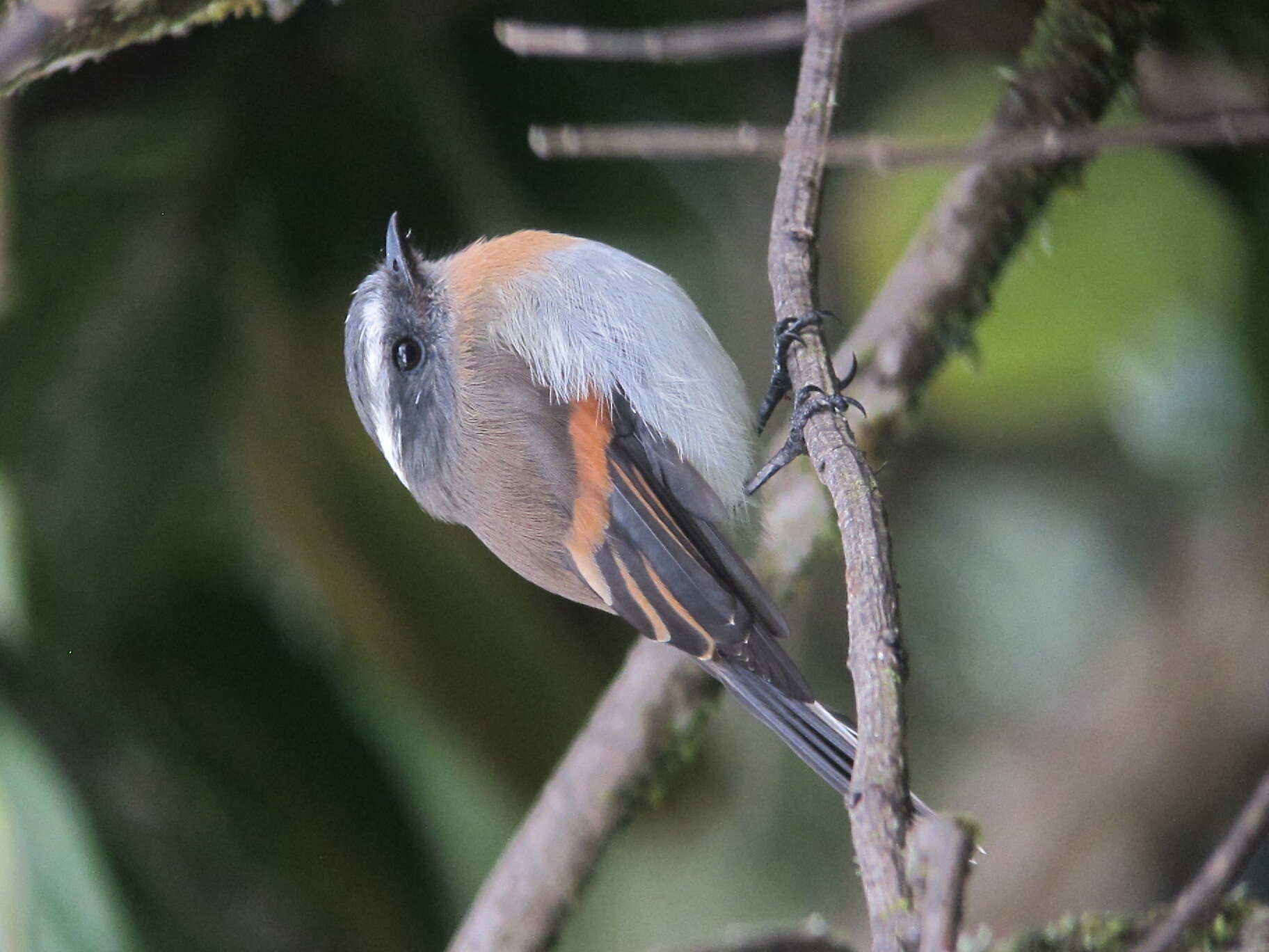 Ochthoeca rufipectoralis (d'Orbigny & Lafresnaye 1837)的圖片