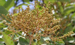 Image of threeleaf soapberry