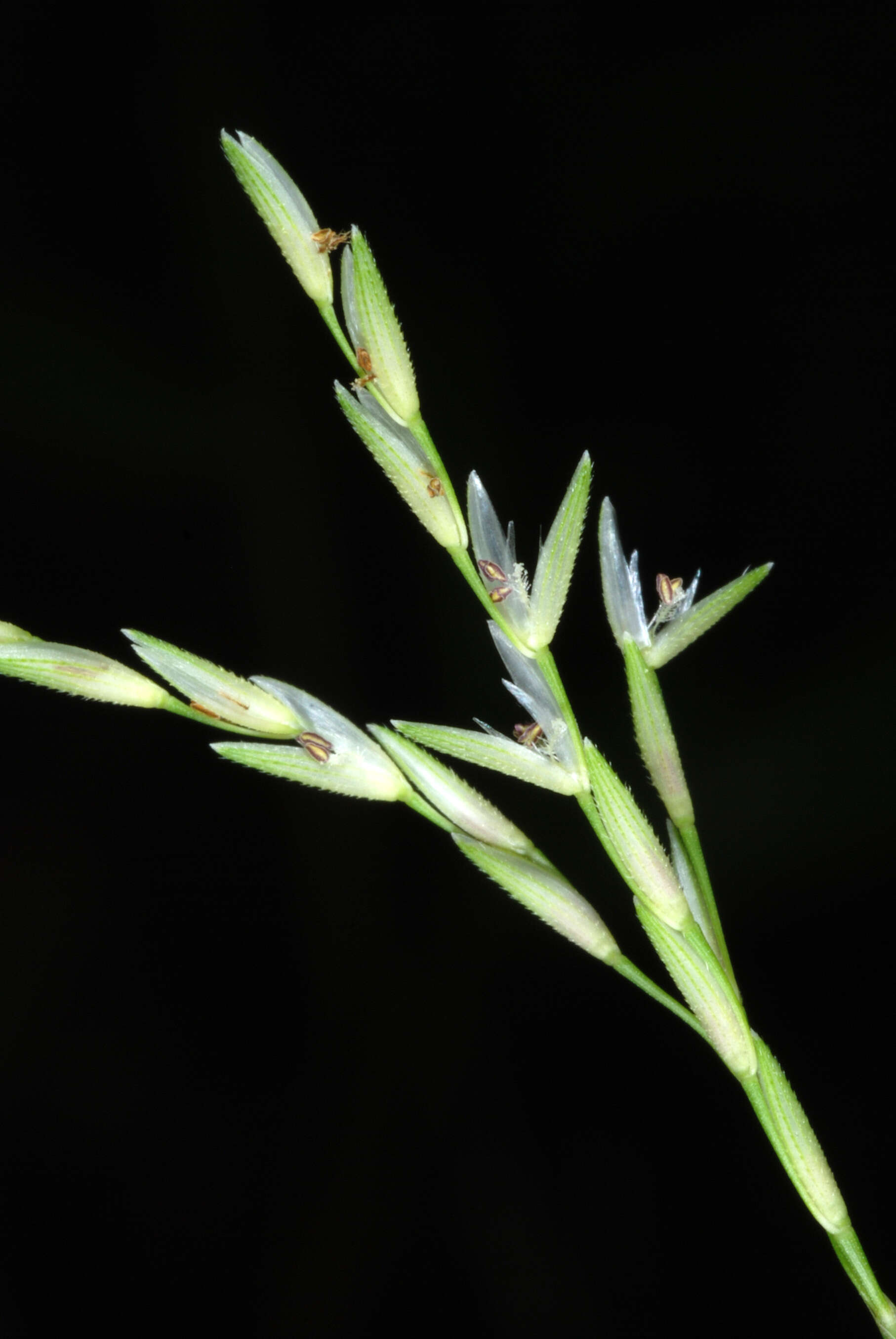 Image of small carpgrass