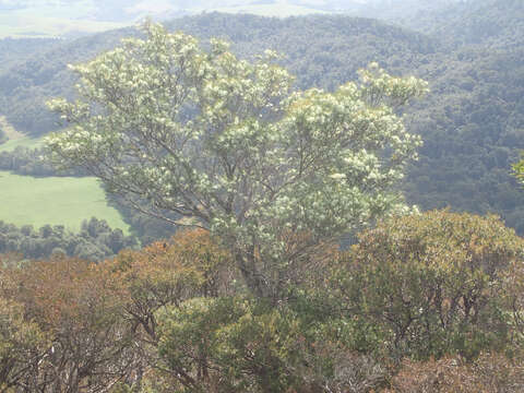 Image of Hakea ochroptera W. R. Barker