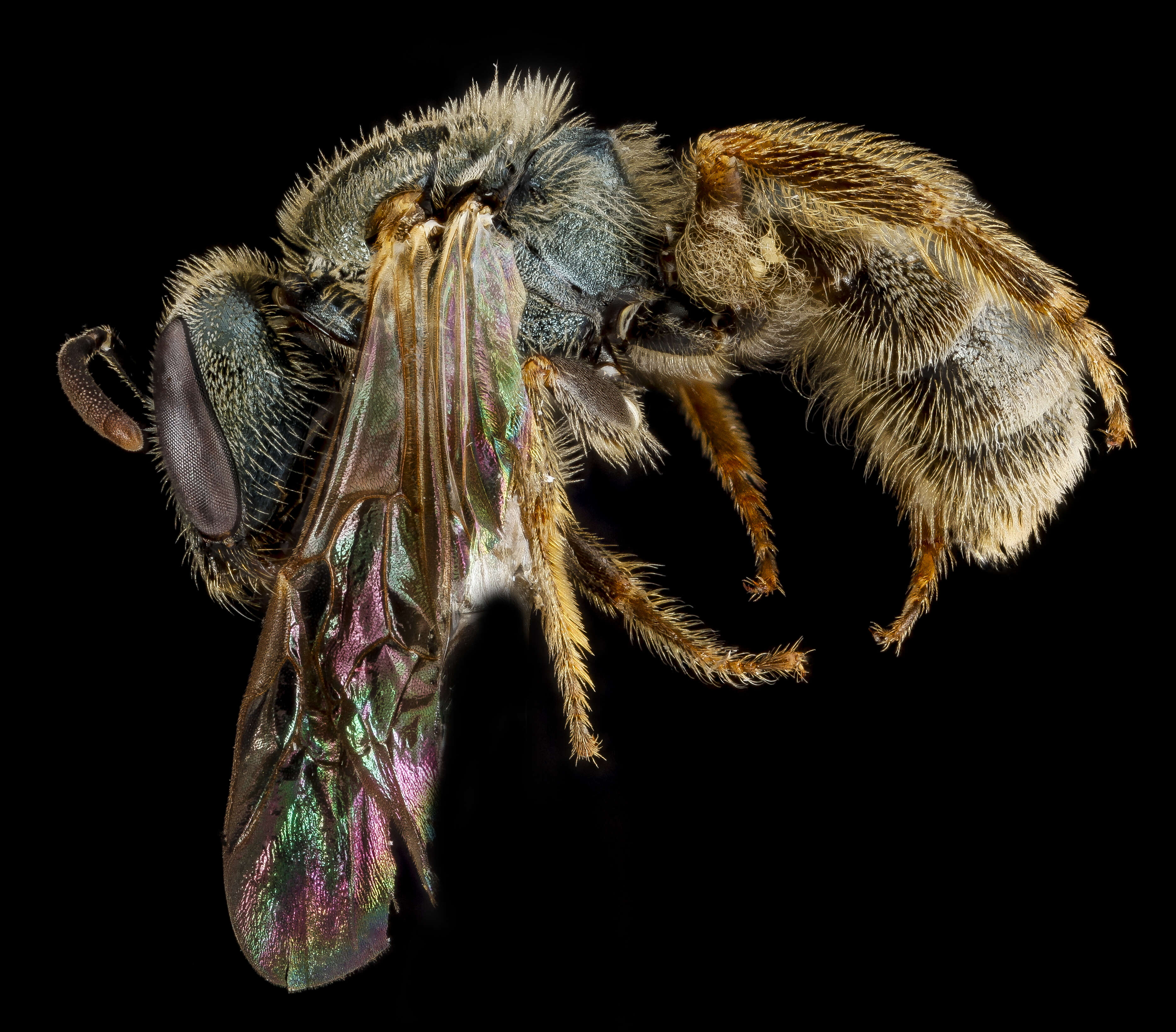 Plancia ëd Lasioglossum floridanum