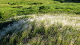 Plancia ëd Stipa lessingiana Trin. & Rupr.