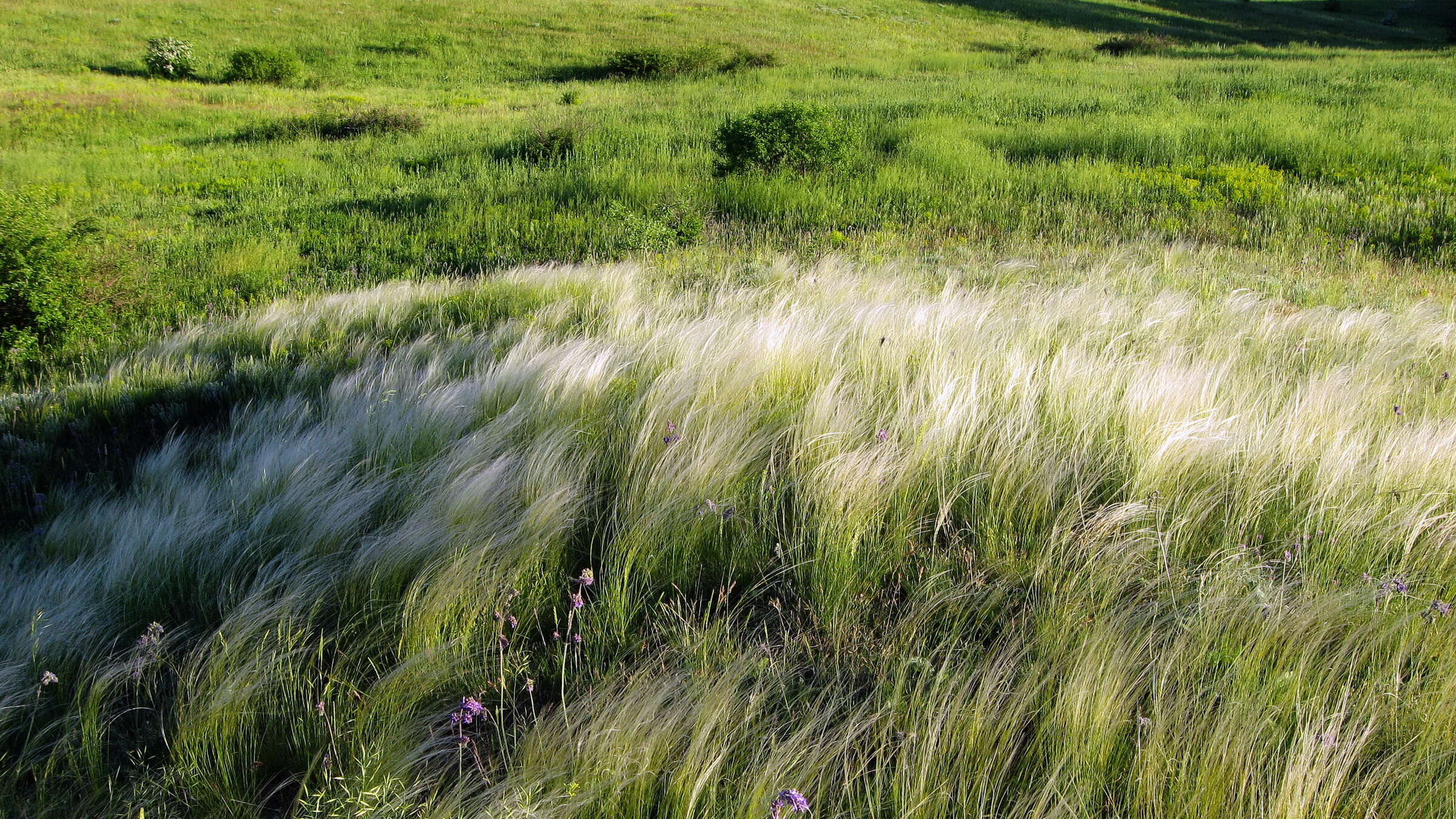 Plancia ëd Stipa lessingiana Trin. & Rupr.