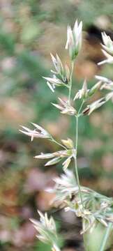 Image of Lapland Reedgrass