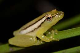 Image of Parker's Reed Frog