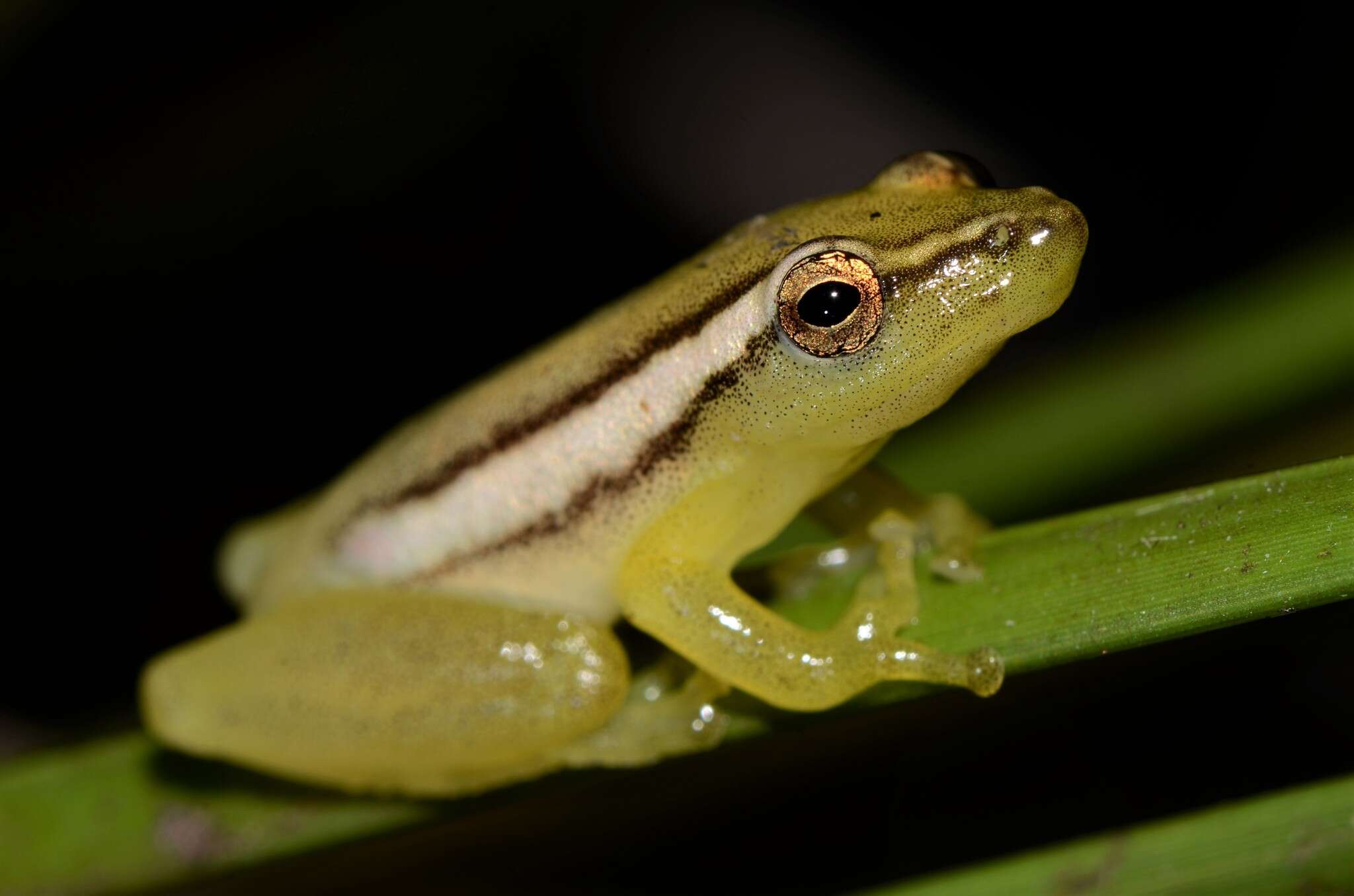 Image of Parker's Reed Frog