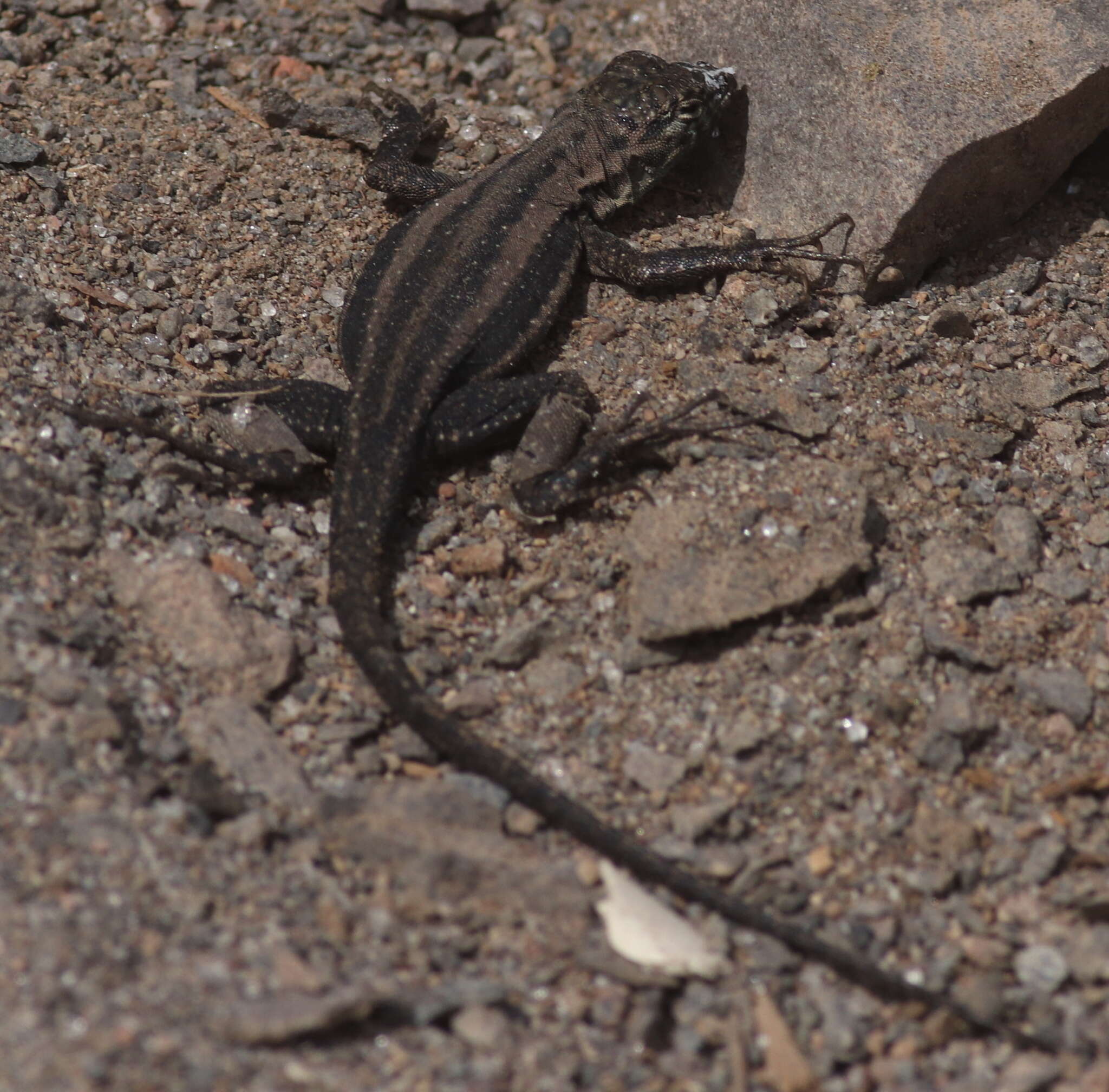 Image of Four-banded Pacific Iguana