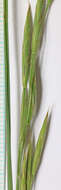 Image of nodding brome