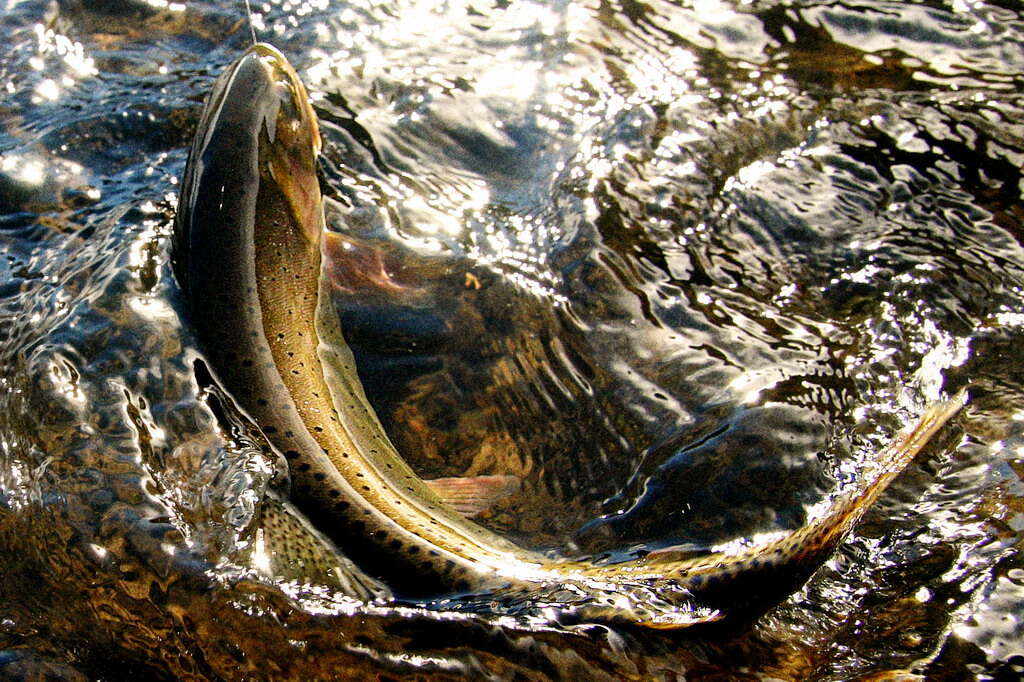 Image of Oncorhynchus clarki utah