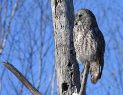 Image of Great Gray Owl