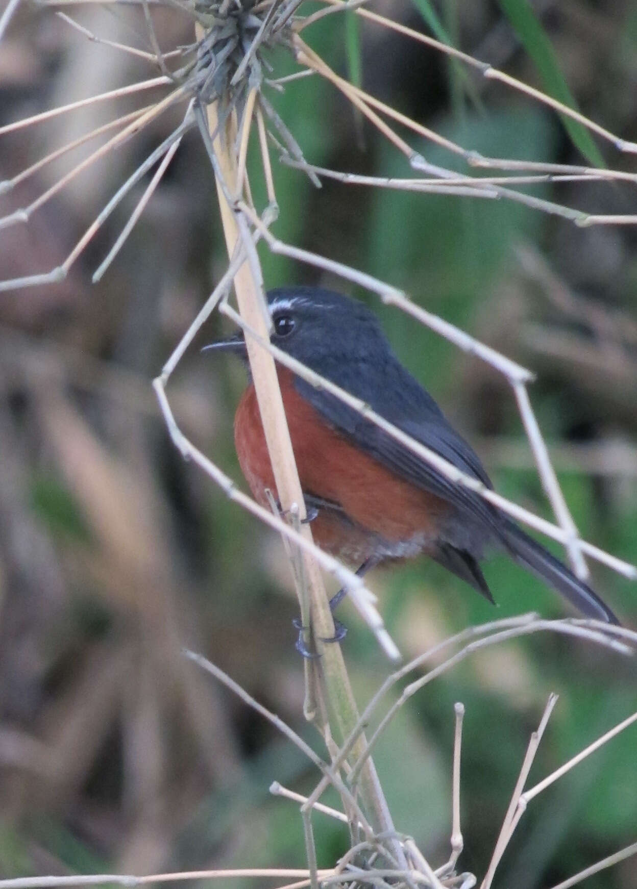 Ochthoeca cinnamomeiventris (Lafresnaye 1843)的圖片