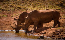 Image of Grass Rhinoceros