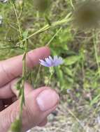 Image of Rhiannon's aster