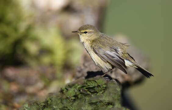 Image of Common Chiffchaff