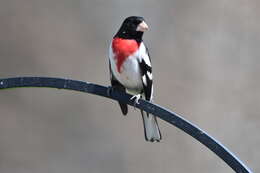 Image of Rose-breasted Grosbeak