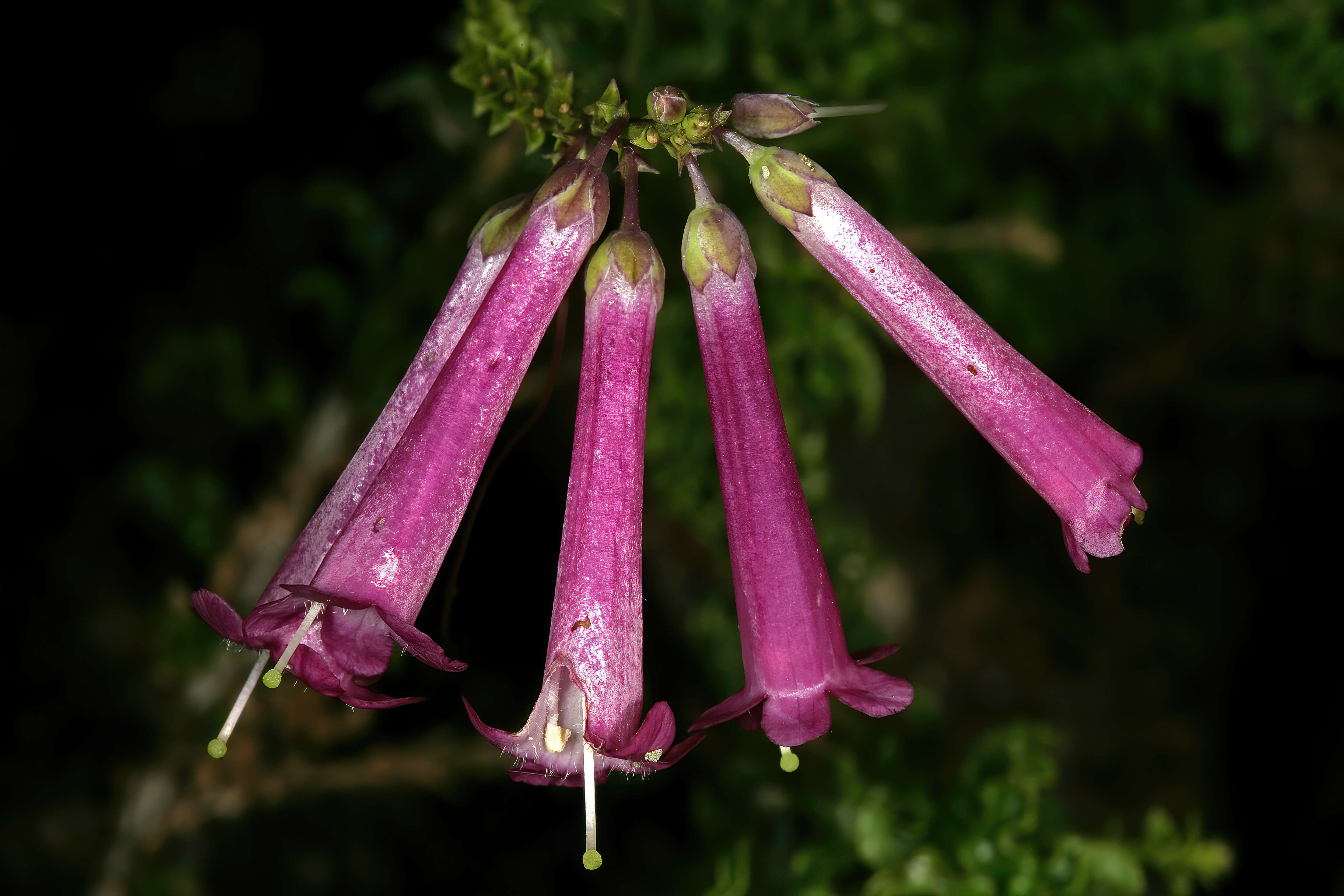 Imagem de Freylinia crispa E. J. van Jaarsveld