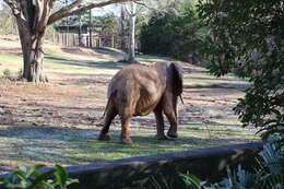 Image of African elephant