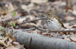 Image of Hermit Thrush