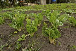 Image of Beta vulgaris subsp. vulgaris Cicla