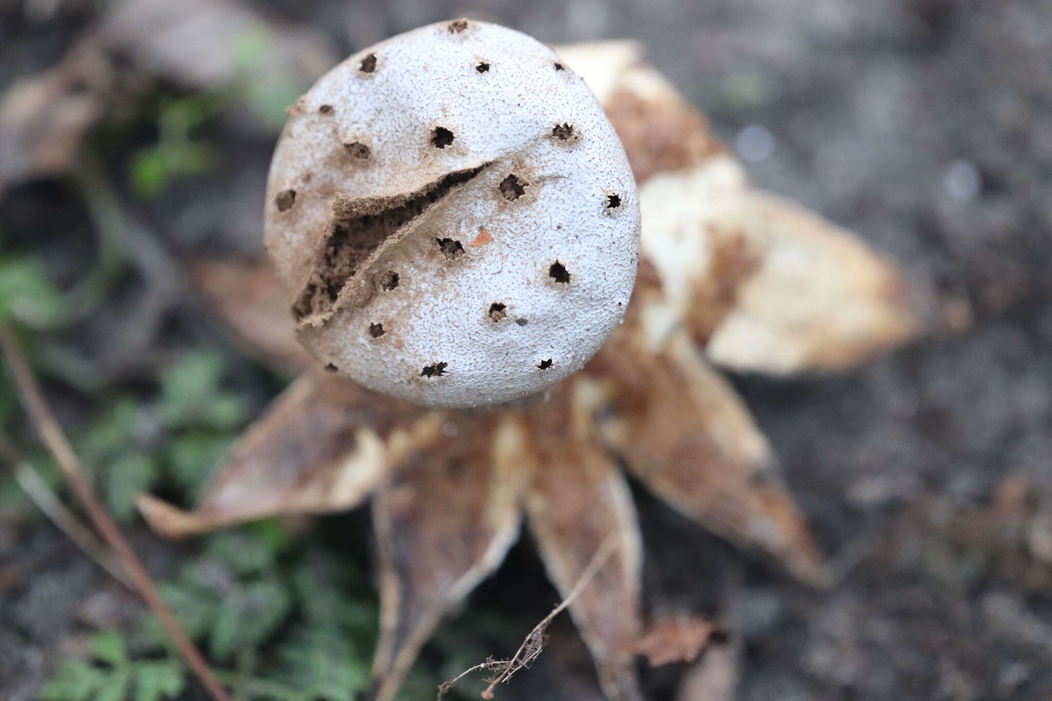 Image de Myriostoma coliforme (Dicks.) Corda 1842