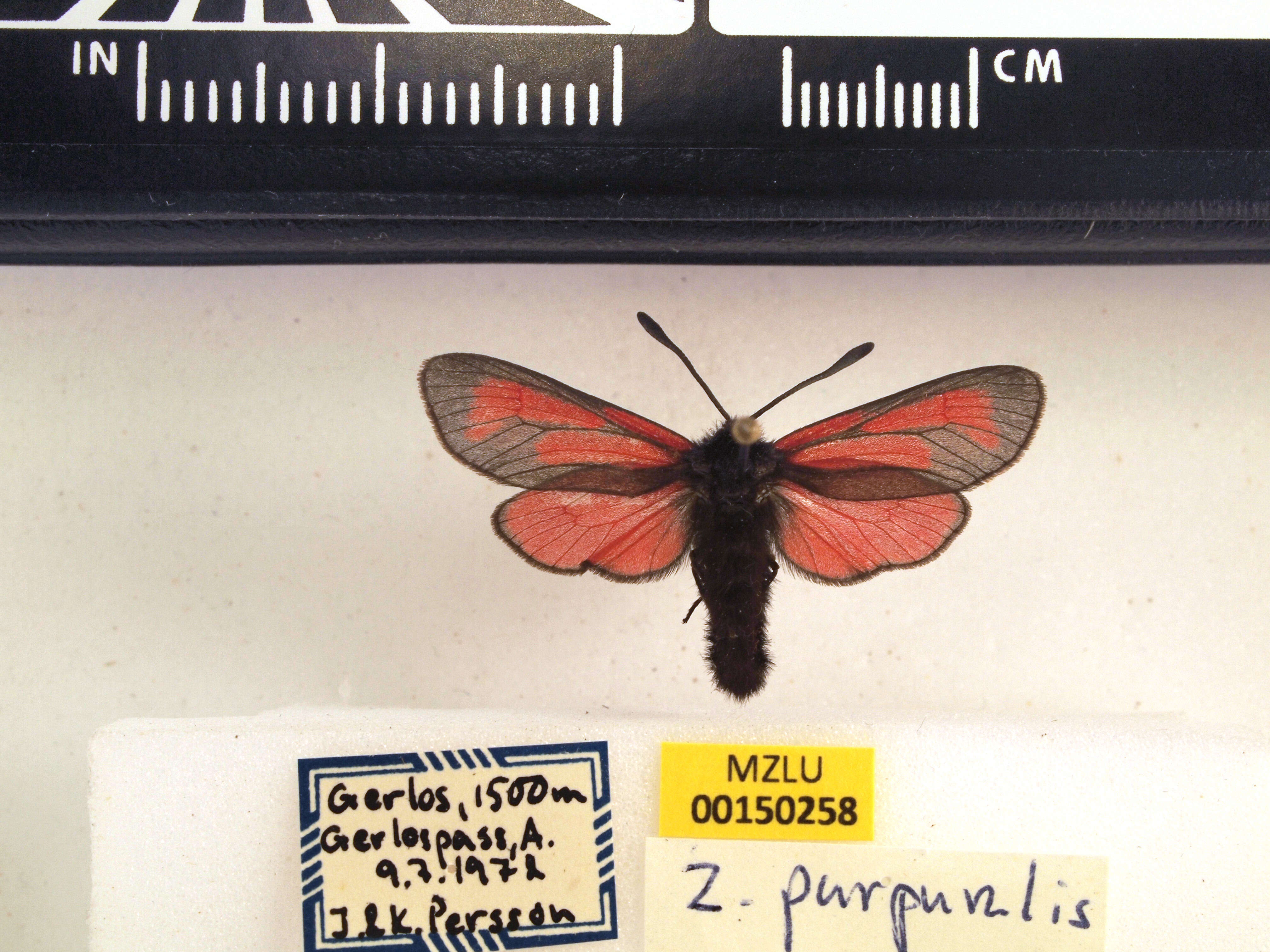 Plancia ëd Zygaena purpuralis Brünnich 1763