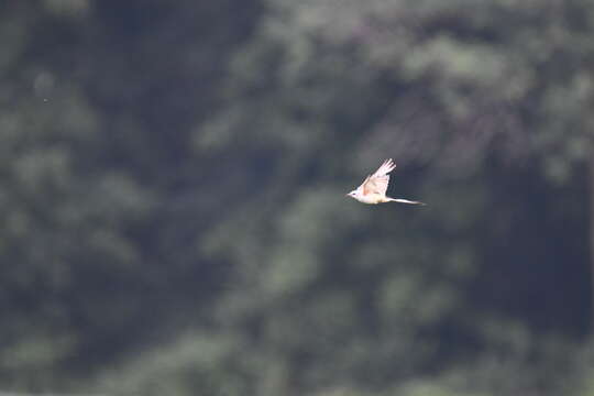 Image of Scissor-tailed Flycatcher