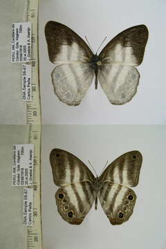 Image of Pareuptychia metaleuca Boisduval 1870