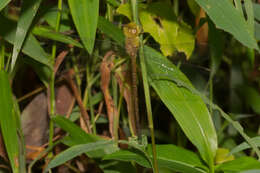 Image of Gynacantha millardi Fraser 1920