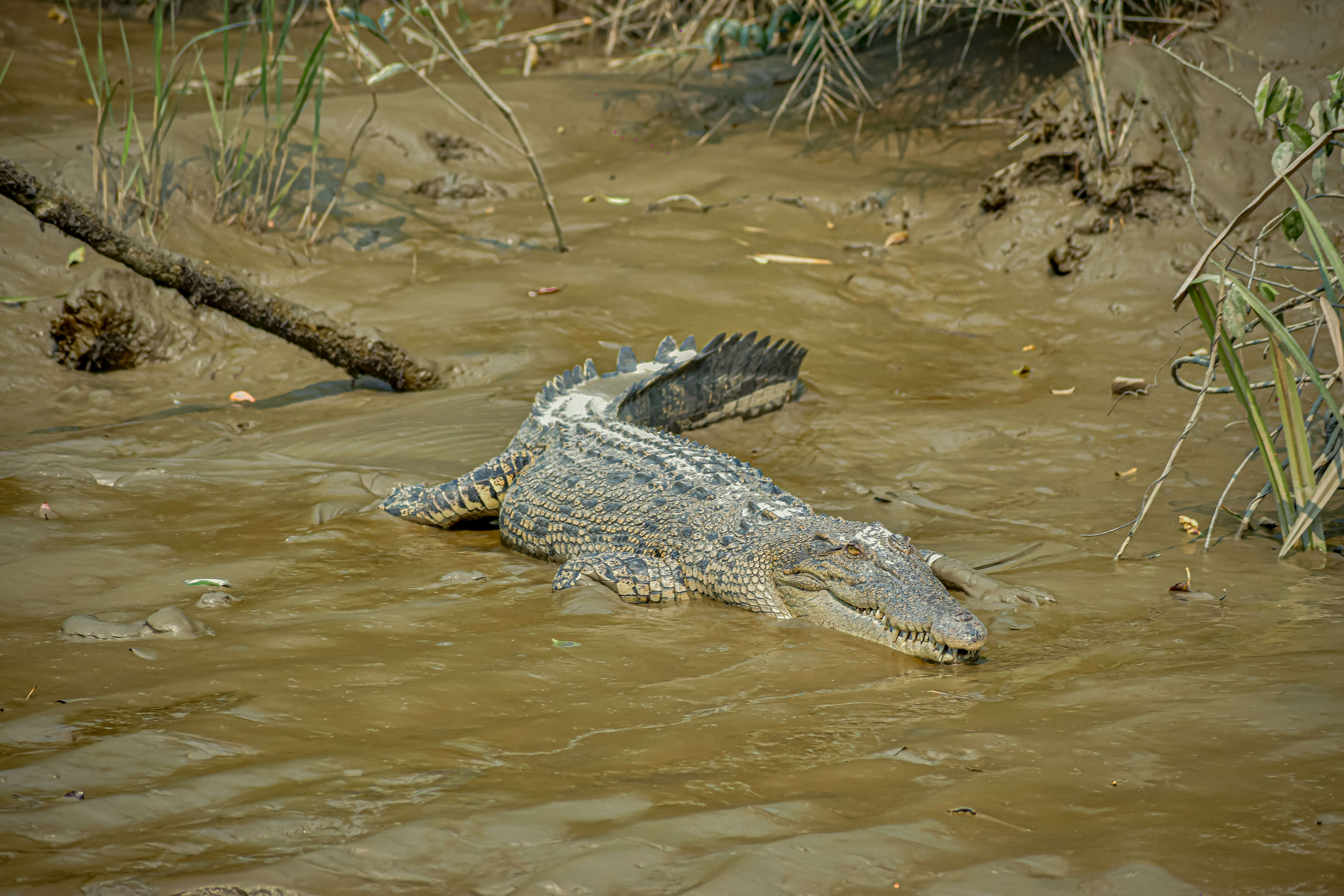 Image of Crocodilia