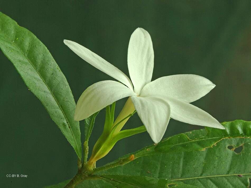 Plancia ëd Gardenia actinocarpa Puttock